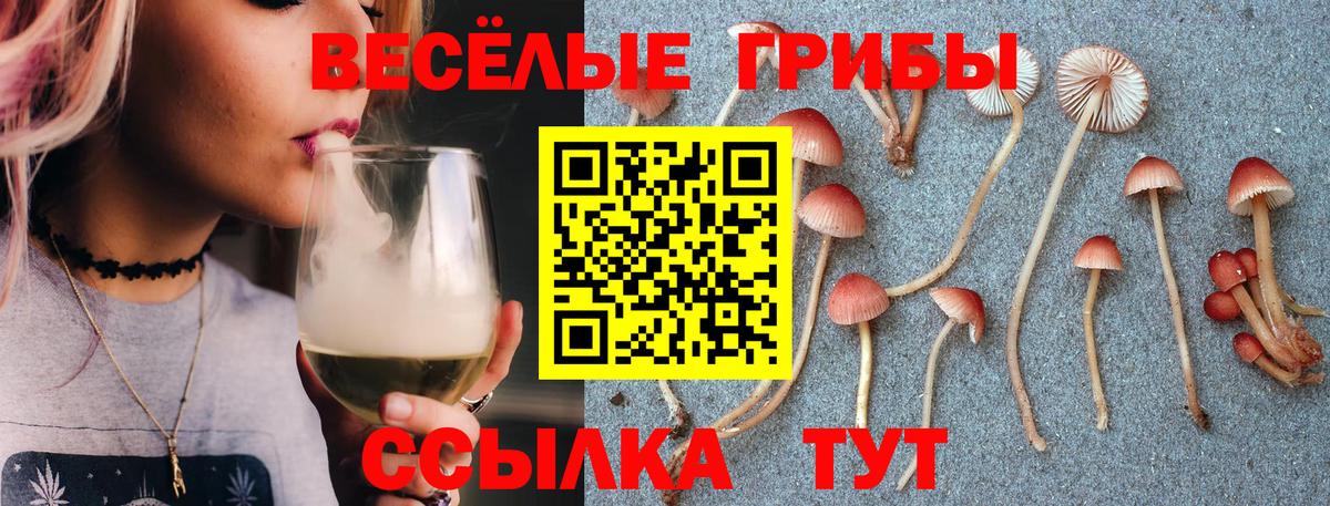 где найти   Вход с VPN  Чайковский  Псилоцибиновые грибы GOLDEN TEACHER 
